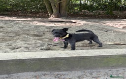Mixed Breed dogs for sale: Pug mix poodle  - Image 2