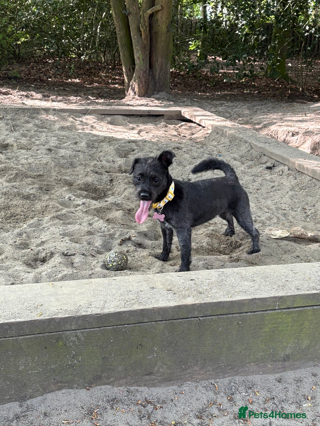 Mixed Breed dogs for sale: Pug mix poodle  - Image 2