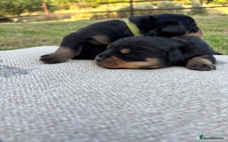 Rottweiler dogs for sale: Stunning Rottweiler puppies  - Image 6