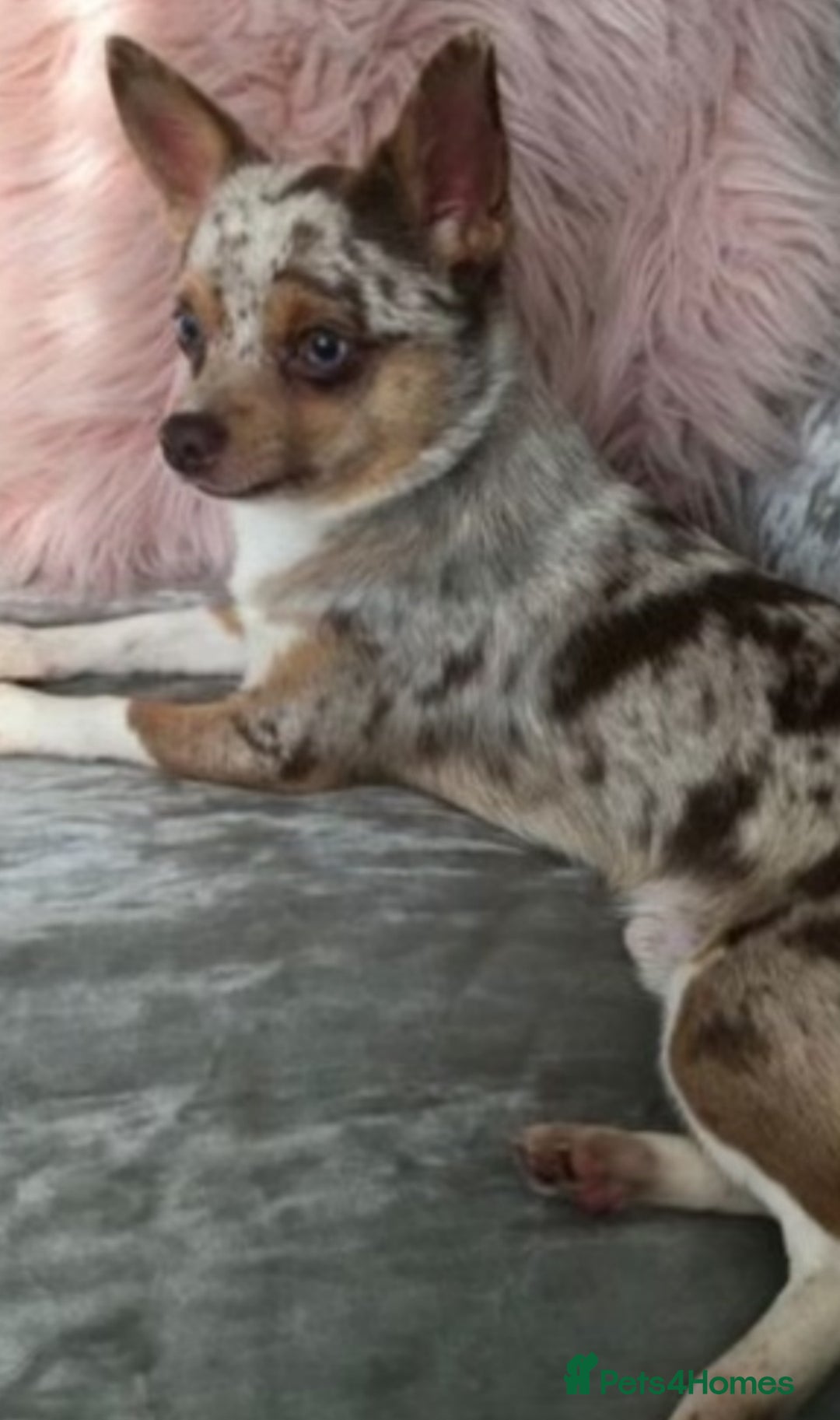 Chihuahua dogs for sale: ONE MALE LEFT READY FROM 3rd September - Image 13