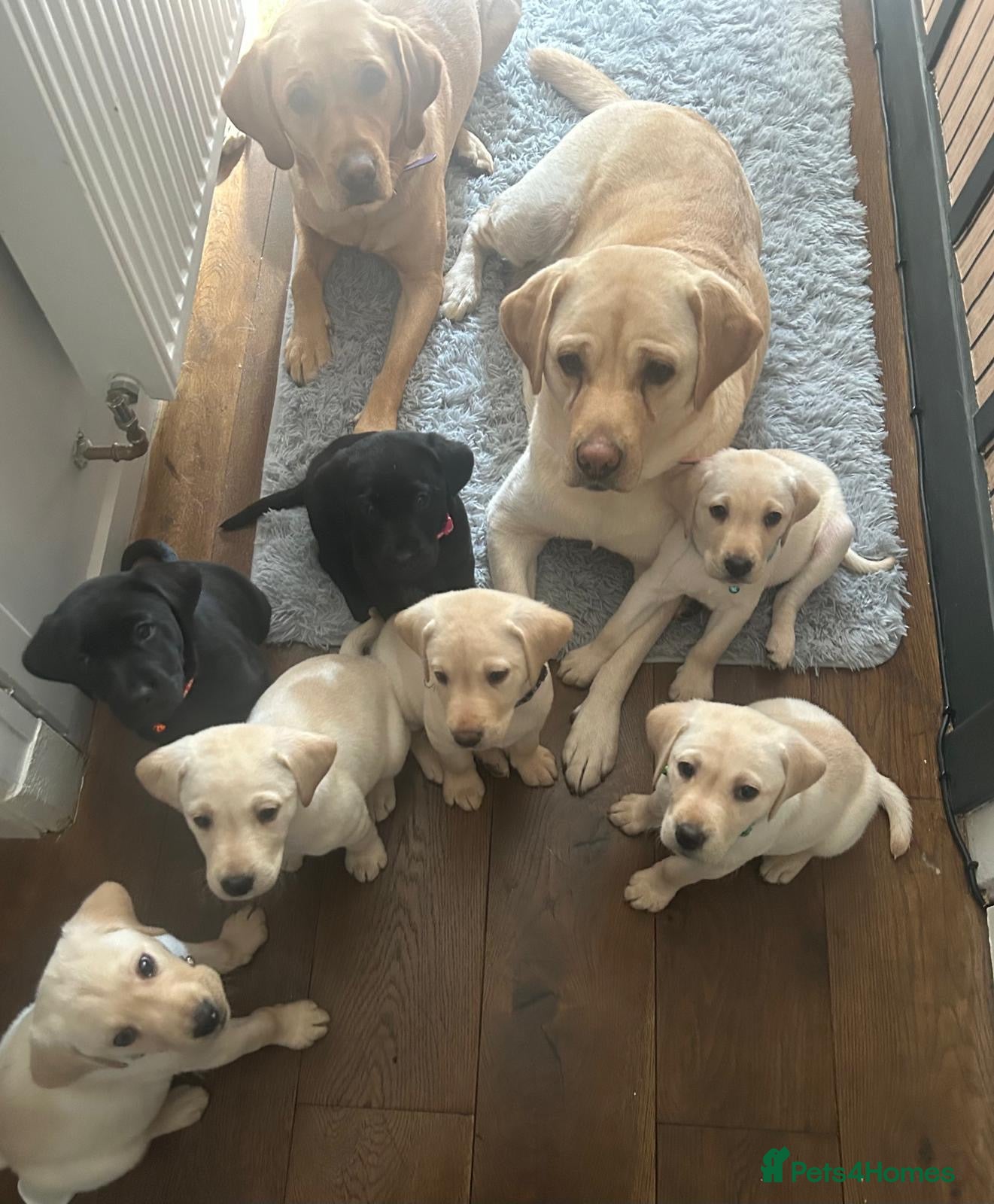 Labrador Retriever dogs KC Registered Labrador Puppies  - Advert 2