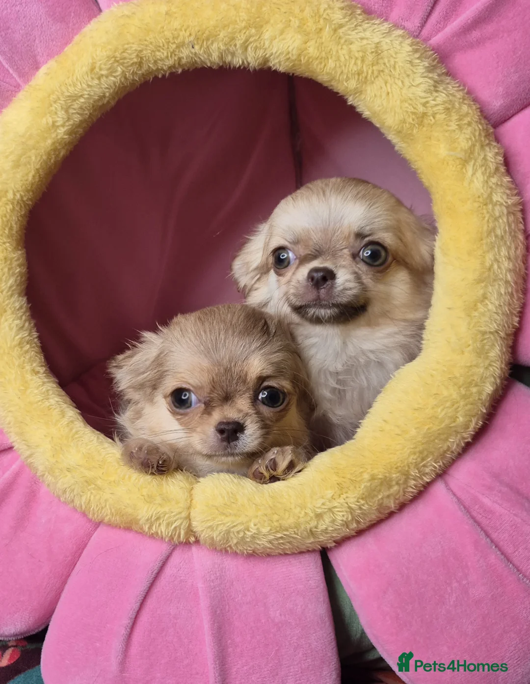 Chihuahua dogs for sale: KC registered chihuahua girls - Advert 1