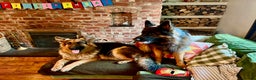 German Shepherd dogs for sale: Puppies - Long hair/Straight back German Shepherd - Advert 13