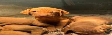 Hungarian Vizsla 1