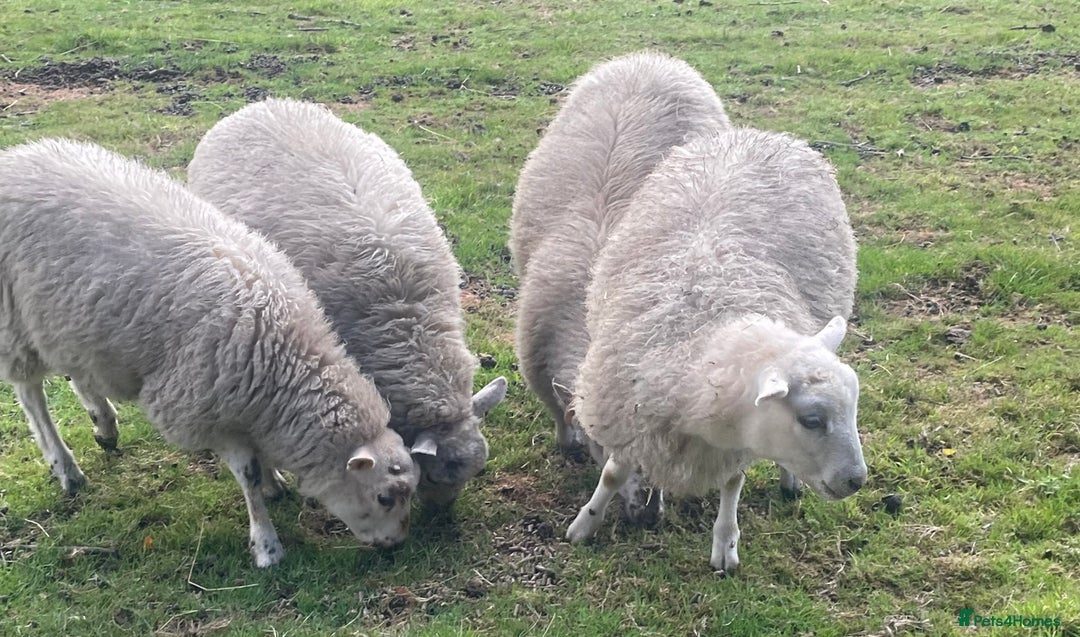 Sheep livestock for sale: CROSSBRED LAMBS  - Image 5
