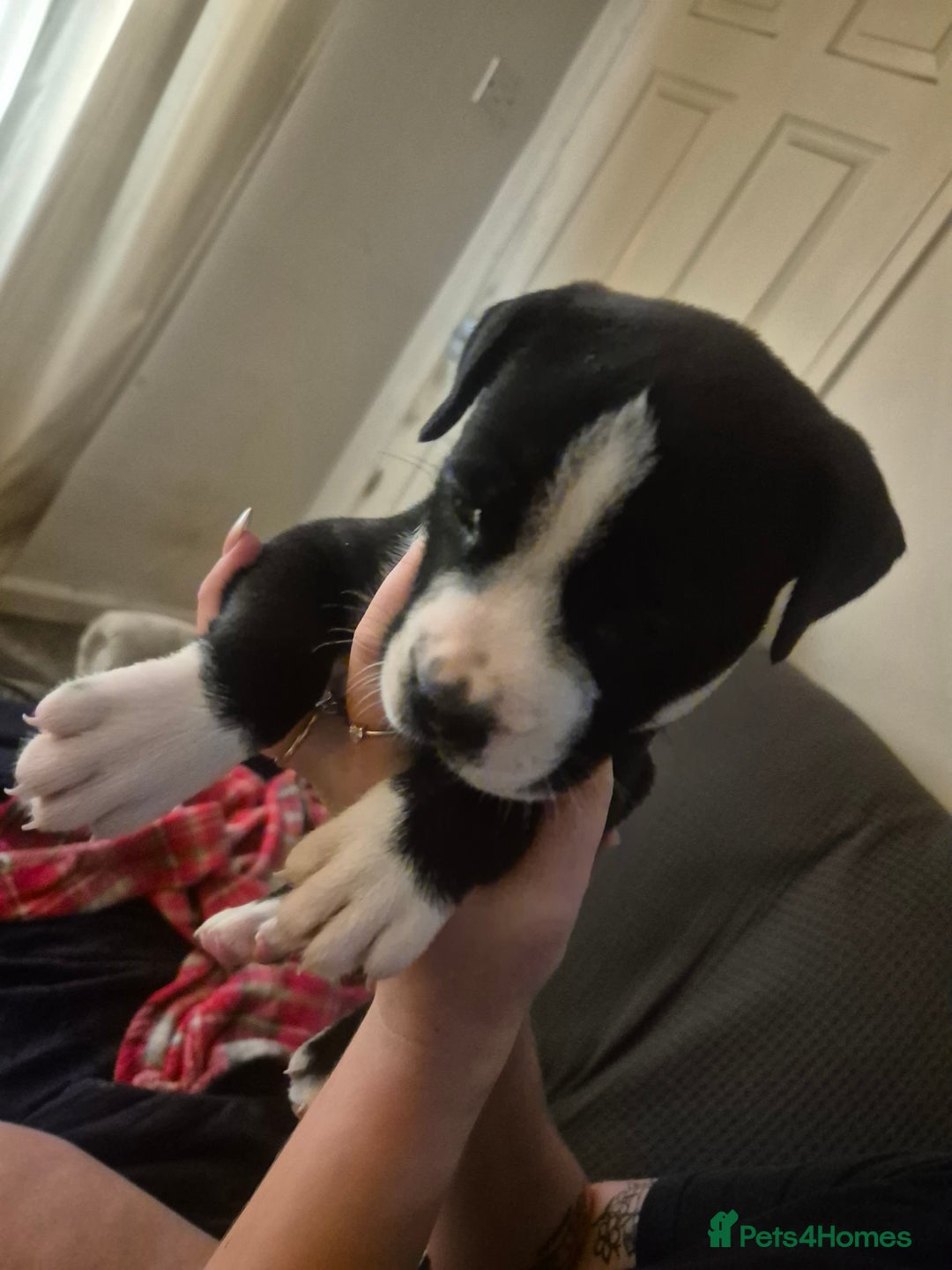 Mixed Breed dogs for sale: Litter of 7 beautiful puppies - Image 10