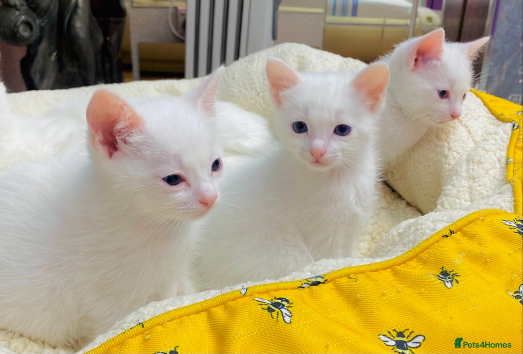 Ragdoll cats for sale: l Ragdol Kiten - Image 10