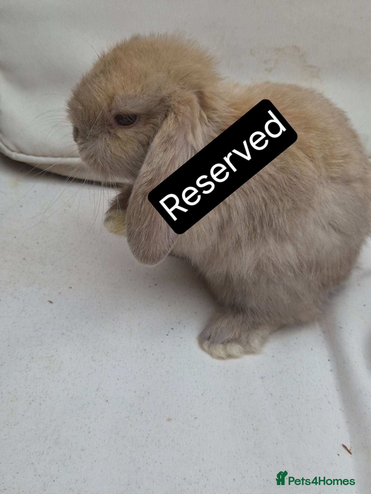 Mini Lop rabbits Mini Lop Babies – Adorable, Stunning Litter - Advert 2