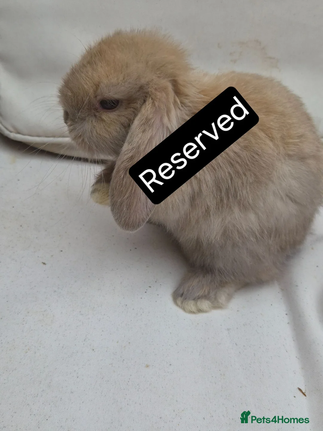 Mini Lop rabbits for sale: Mini Lop Babies – Adorable, Stunning Litter - Advert 2