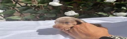Miniature Dachshund dogs for sale: BEAUTIFUL TINY MINIATURE DASCHUNDS DAPPLE KC  - Advert 26