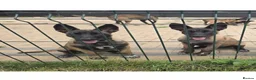 Belgian Shepherd Dog dogs for sale: Belgian shepards manolis  in Waltham Cross - Advert 3