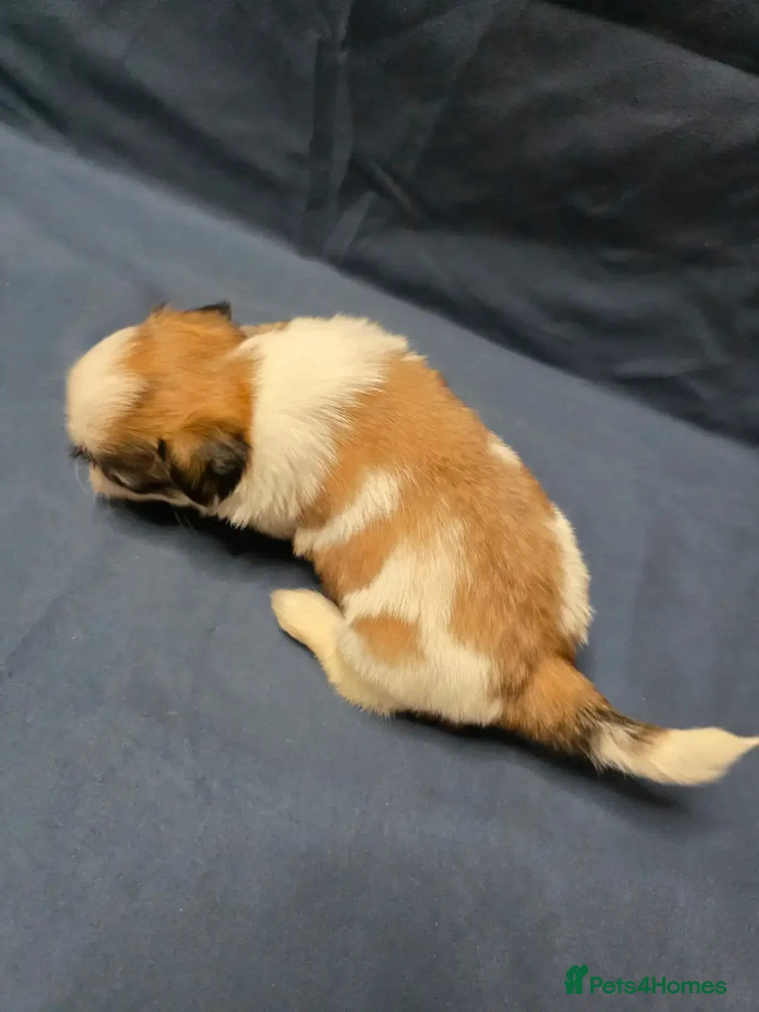 Shih Tzu dogs for sale: Passionates shih tzu - Image 5