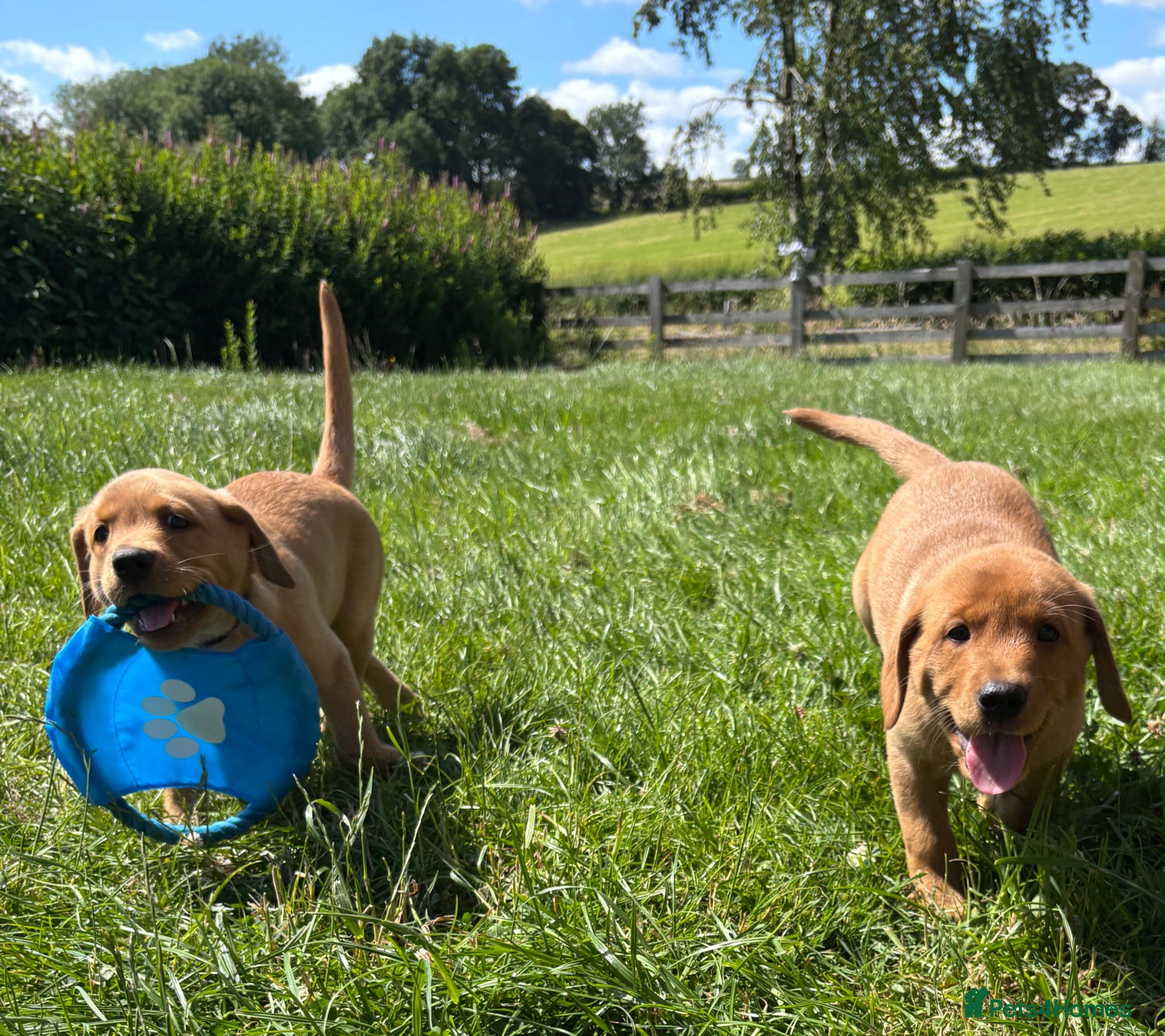 Labrador Retriever dogs Stunning Red Fox & Golden Labrador Puppies - Advert 1