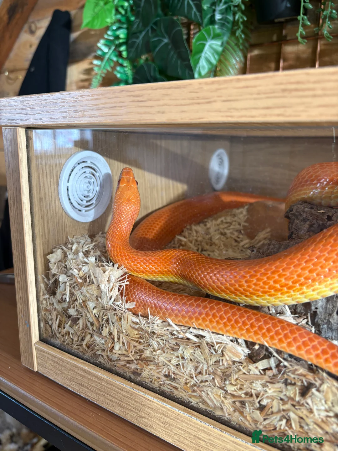 Corn Snake reptiles for sale: Orange corn snake  in Burton-on-Trent - Advert 1