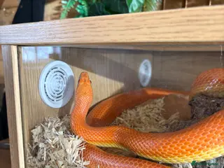 Corn Snake reptiles Orange corn snake - Advert 1