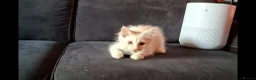 Maine Coon cats for sale: Pedigree Maine Coon Kittens in Manchester  - Advert 16