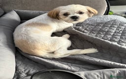 Mixed Breed dogs for sale: Female Shi Tzu x Bichon - Image 2