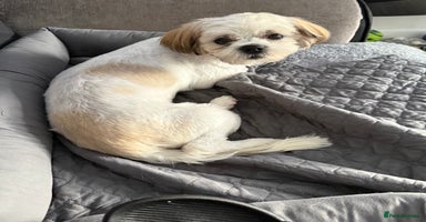 Mixed Breed dogs - Advert 4