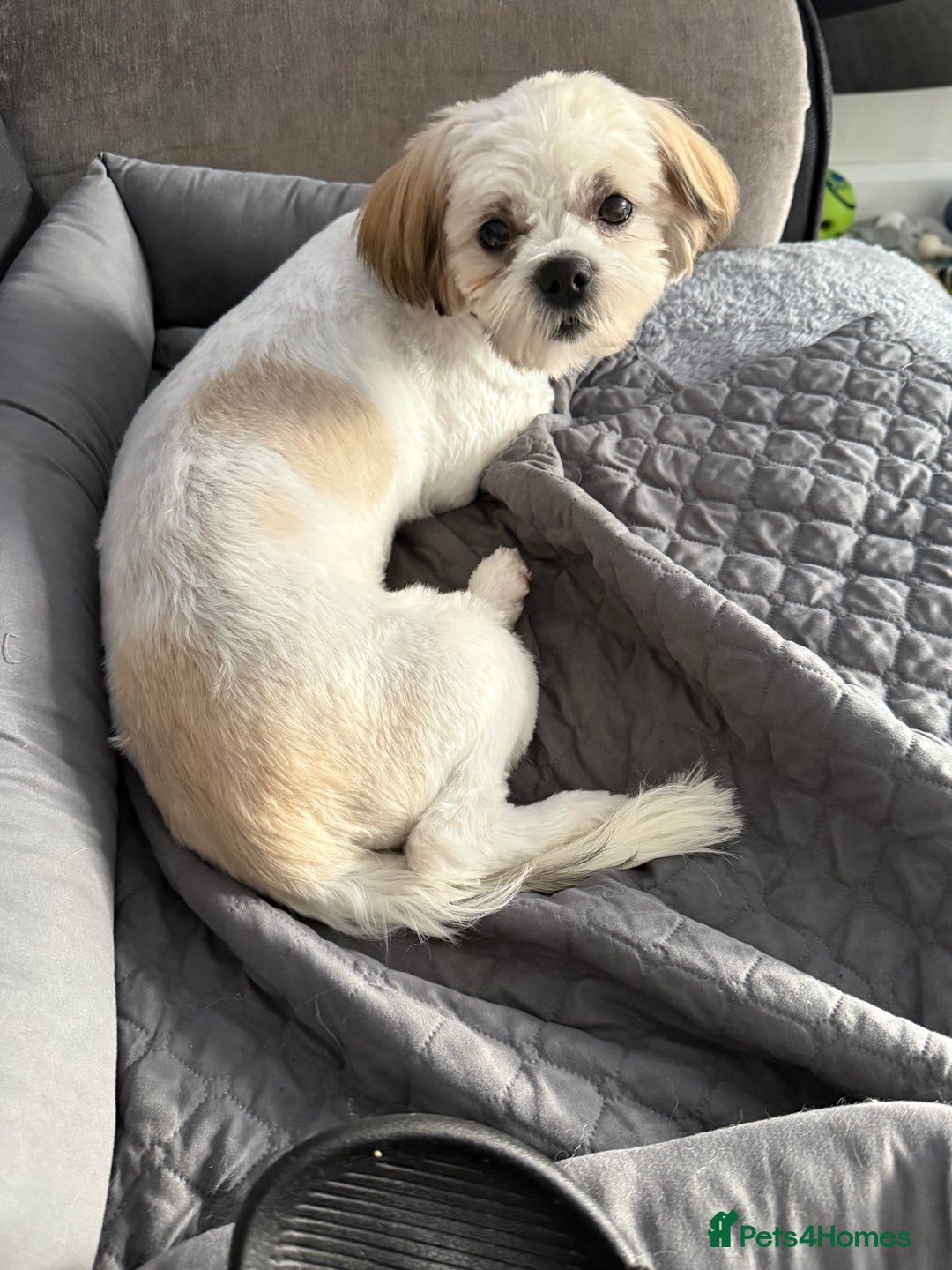 Mixed Breed dogs for sale: Female Shi Tzu x Bichon - Image 2