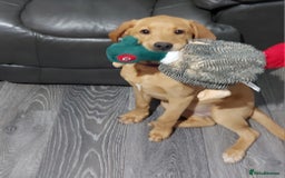 Labrador Retriever dogs for sale: Labrador puppies - Image 5