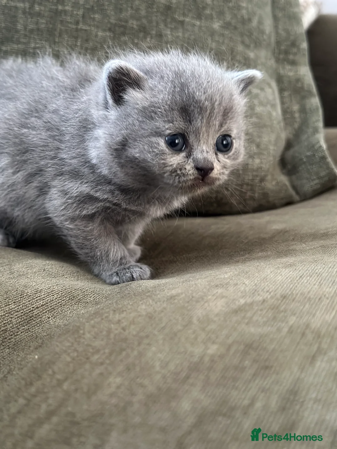 British Shorthair cats for sale: GCCF Registered British Shorthair kittens  - Advert 17