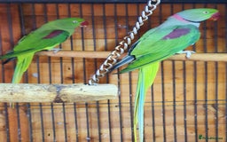 Parrots birds for sale: Alexanderine proven pair beautiful large  - Image 2