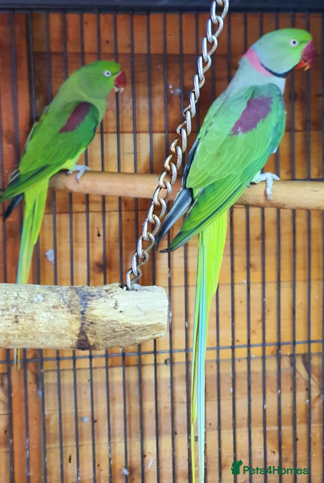 Parrots birds for sale: Alexanderine proven pair beautiful large  - Image 2