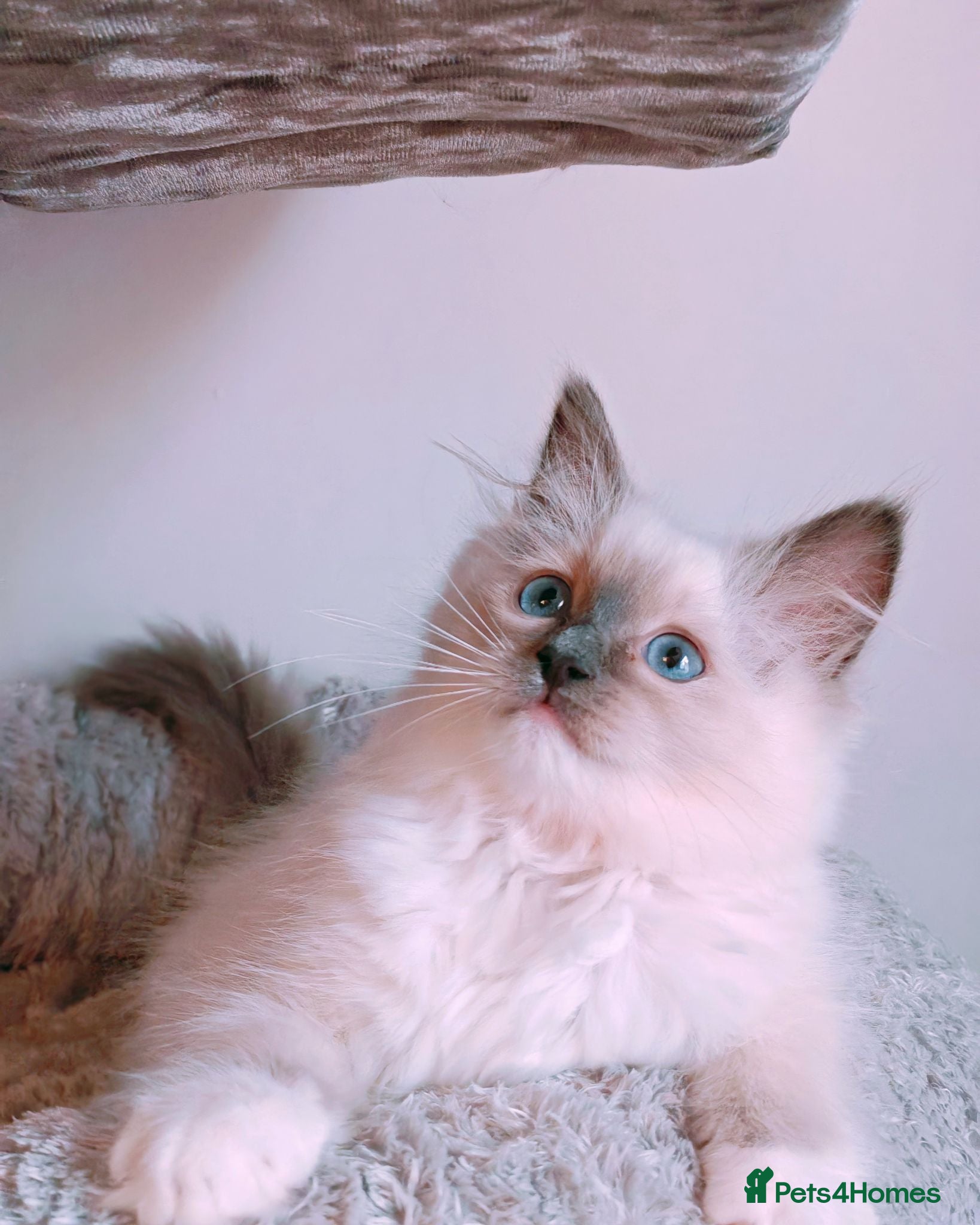 Ragdoll cats Raised with Love, looking for forever homes 🏠❤️ - Advert 5