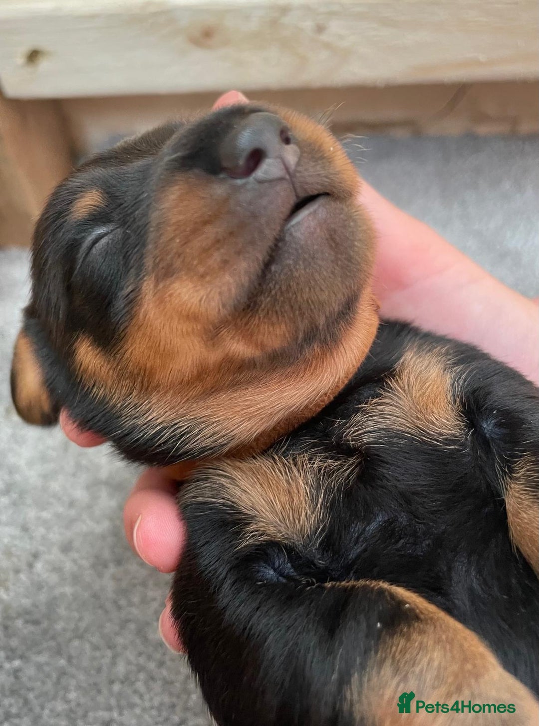 Miniature Dachshund dogs for sale: Miniature Dachshund Puppies   in Pontefract - Image 21
