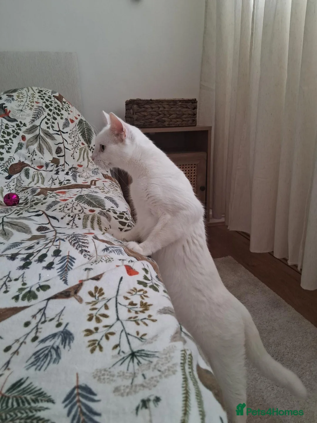 Mixed Breed cats for sale: Beautiful Russian White Girl Cat, 3 Years Old - Advert 2