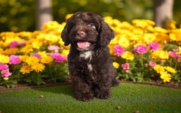 Cockapoo dogs for sale: *READY NOW* Stunning health clear f1 choc  - Image 1