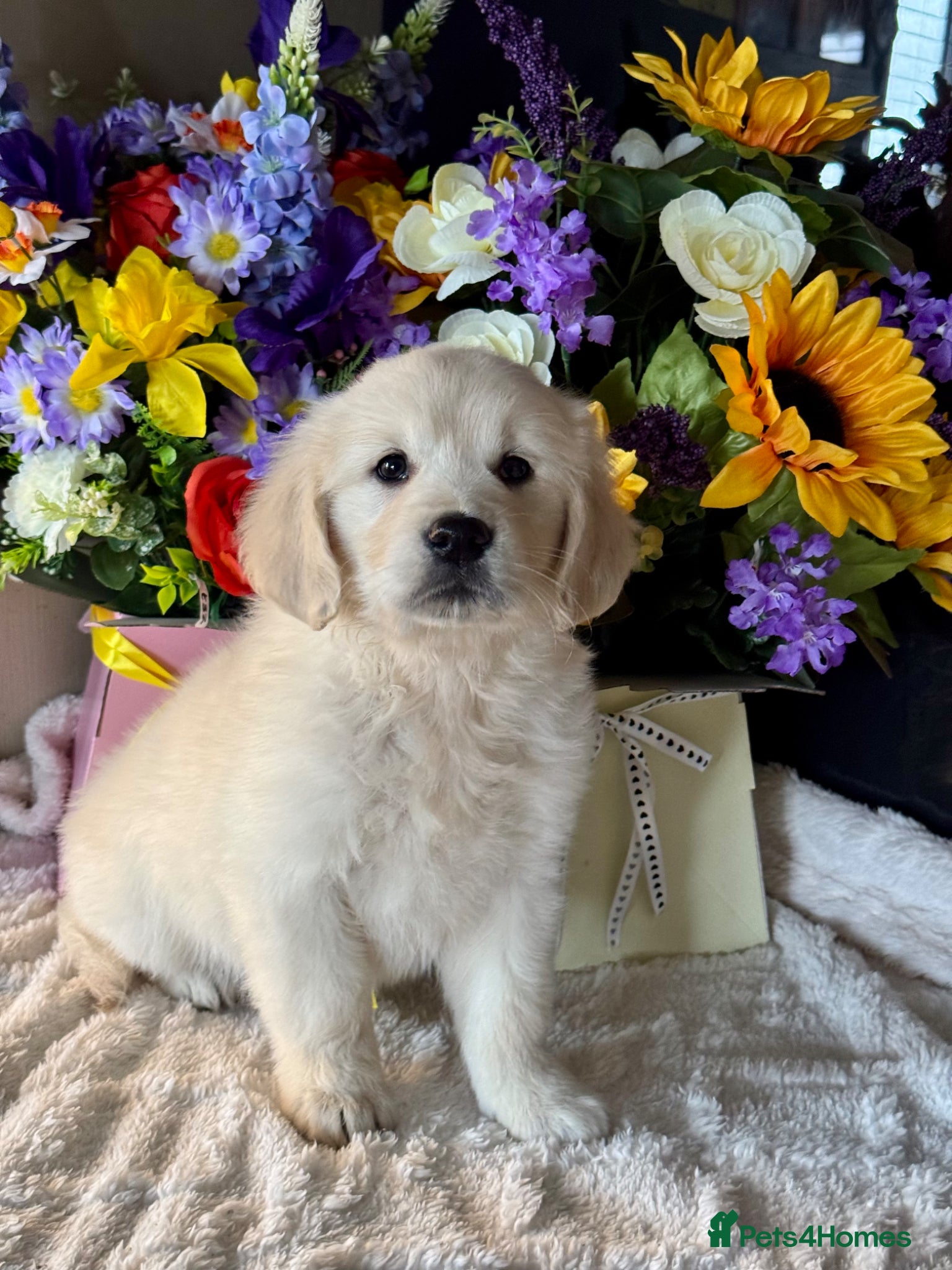 Golden Retriever dogs  only a girl Kc reg golden retriever puppies  - Advert 2