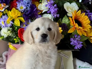 Golden Retriever dogs only a girl Kc reg golden retriever puppies - Advert 2