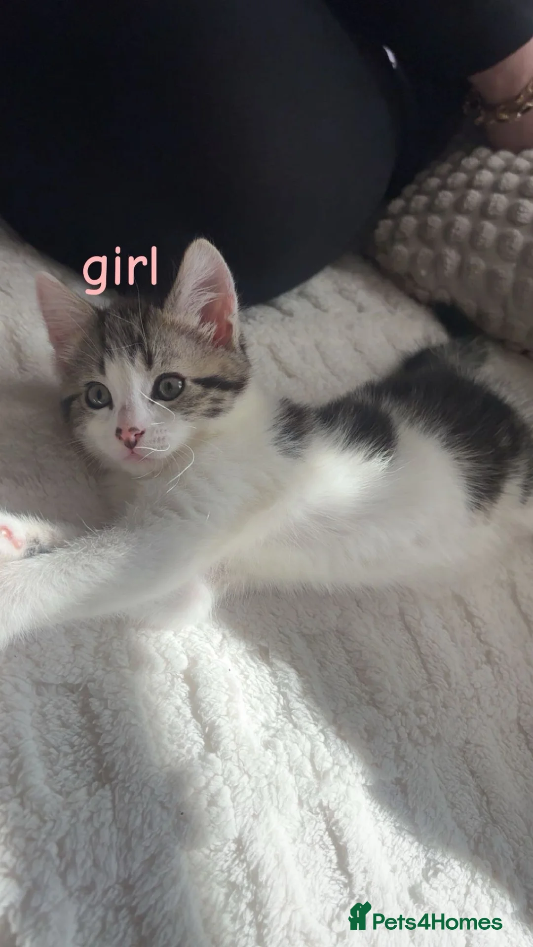 Domestic Shorthair cats for sale: Girl and boy kitten for sale  - Advert 1
