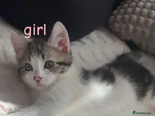 Domestic Shorthair cats Girl and boy kitten for sale - Advert 3
