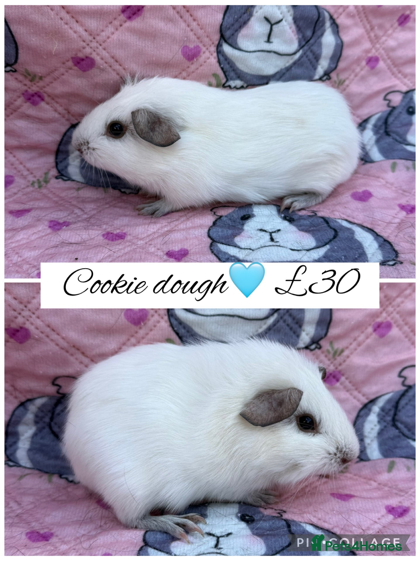 Guinea Pig rodents Male/Female guinea pigs  - Advert 1