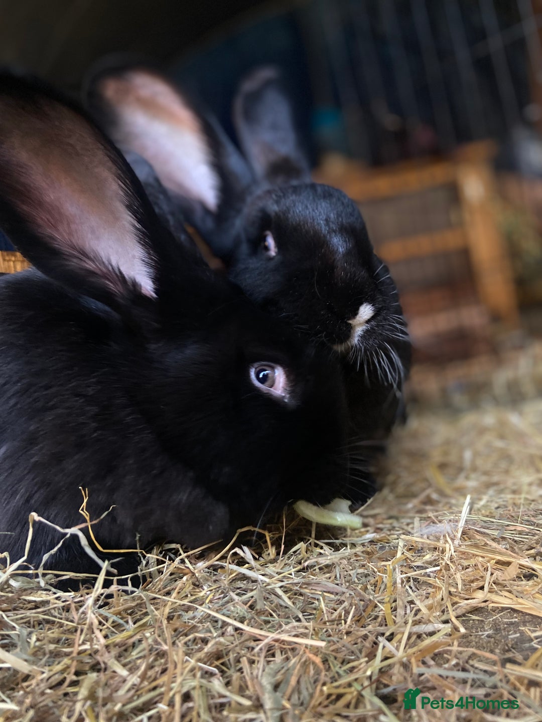 Continental Giant rabbits for sale: Female 11 month Continental giant rabbit  - Advert 3