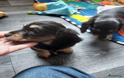 Miniature Dachshund dogs for sale: READY NOW BLACK & CREAM KC REG MINI L HAIRED DAXIS - Image 28