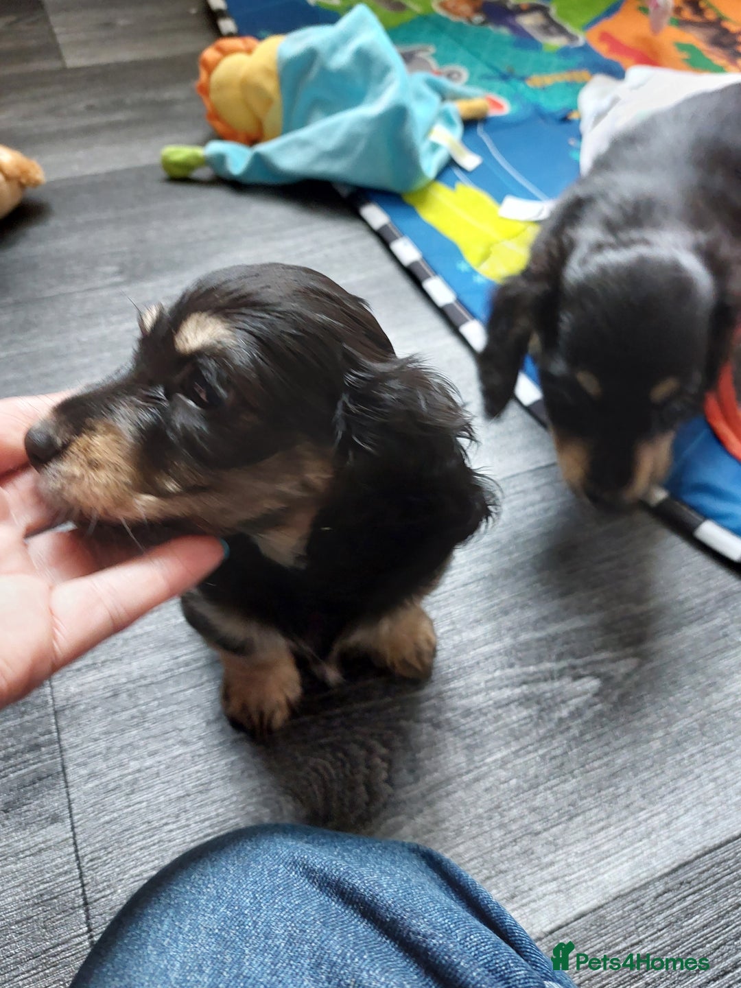 Miniature Dachshund dogs for sale: READY NOW BLACK & CREAM KC REG MINI L HAIRED DAXIS - Image 28