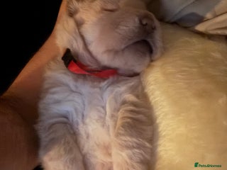 Shar Pei dogs Then their was 4 Gorgeous bears - Advert 3