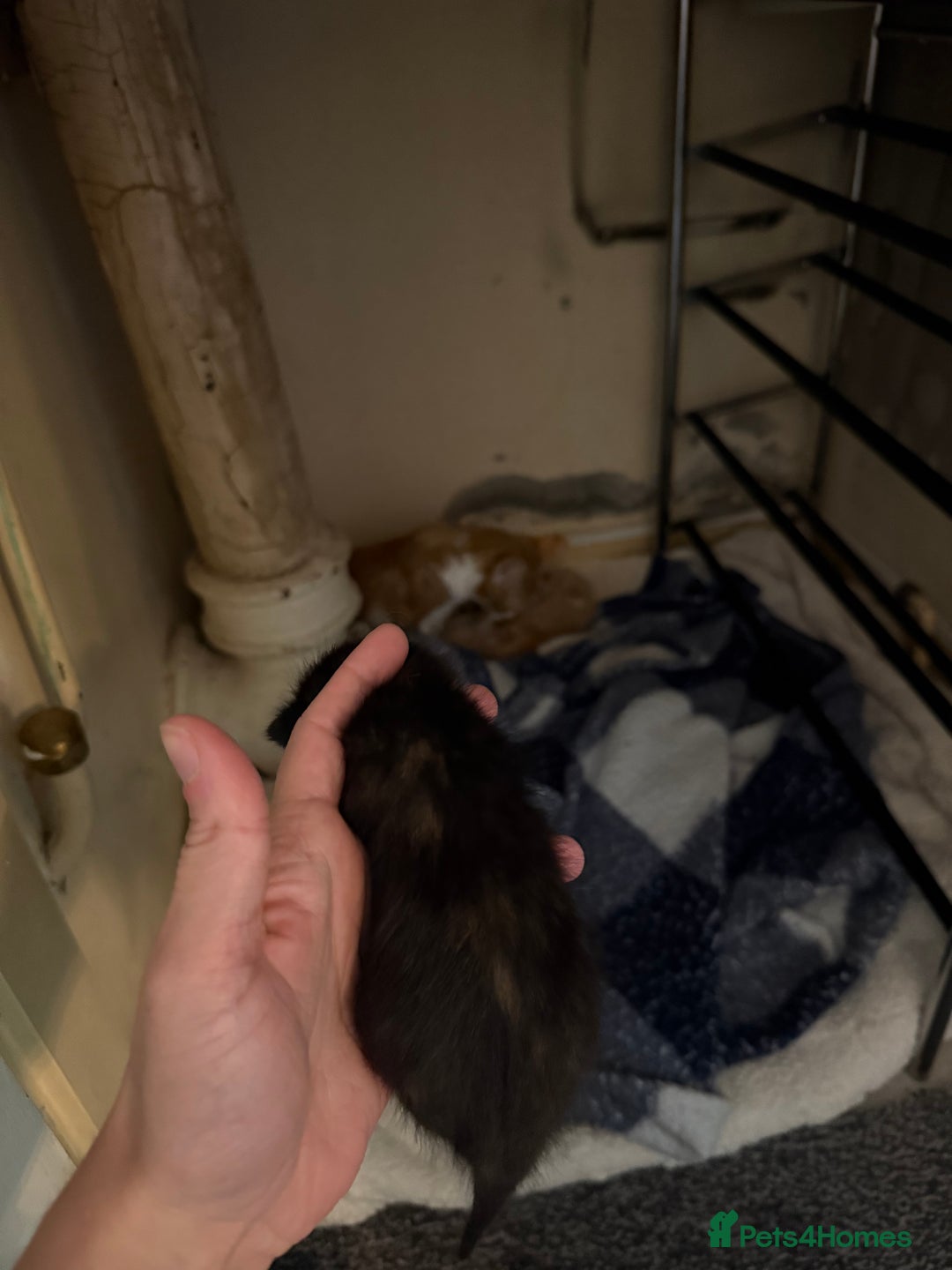 Mixed Breed cats for sale: 4 kitty’s looking for forever homes!  - Image 10