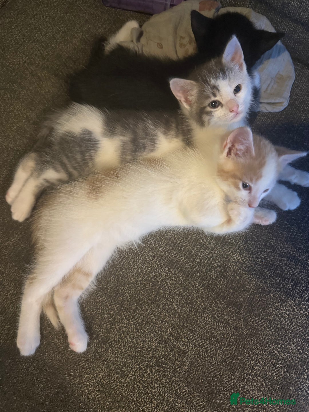 Mixed Breed cats for sale: 3 male kittens  - Advert 4