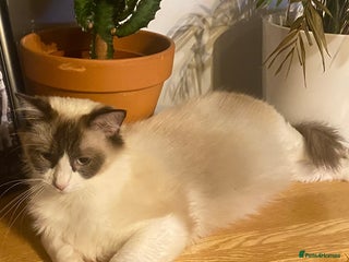 Ragdoll cats Amazing Ragdoll Brothers. - Advert 1