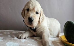 Golden Retriever dogs for sale: Outstanding Kc registered Golden Retriever babies  - Image 4
