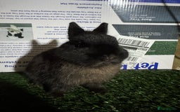 Netherland Dwarf rabbits for sale: Pure breed Netherlands Dwarf  - Advert 4