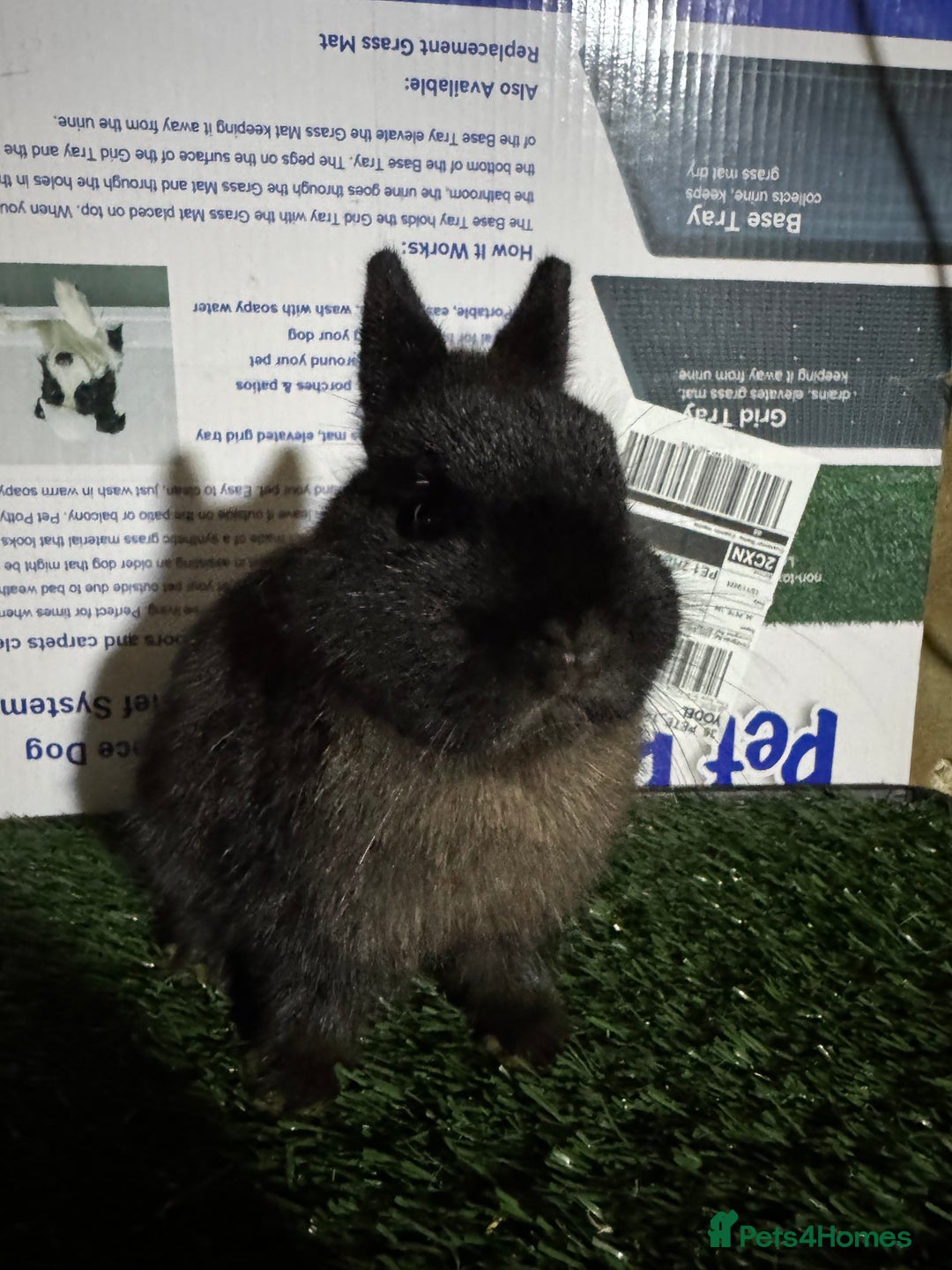 Netherland Dwarf rabbits for sale: Pure breed Netherlands Dwarf  - Advert 4