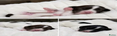 English Springer Spaniel 3