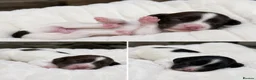 English Springer Spaniel dogs for sale: Outstanding KC Registered Springer Spaniel Puppies - Advert 5