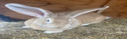 Continental Giant rabbits for sale: Gorgeous friendly bonded pair - Advert 7