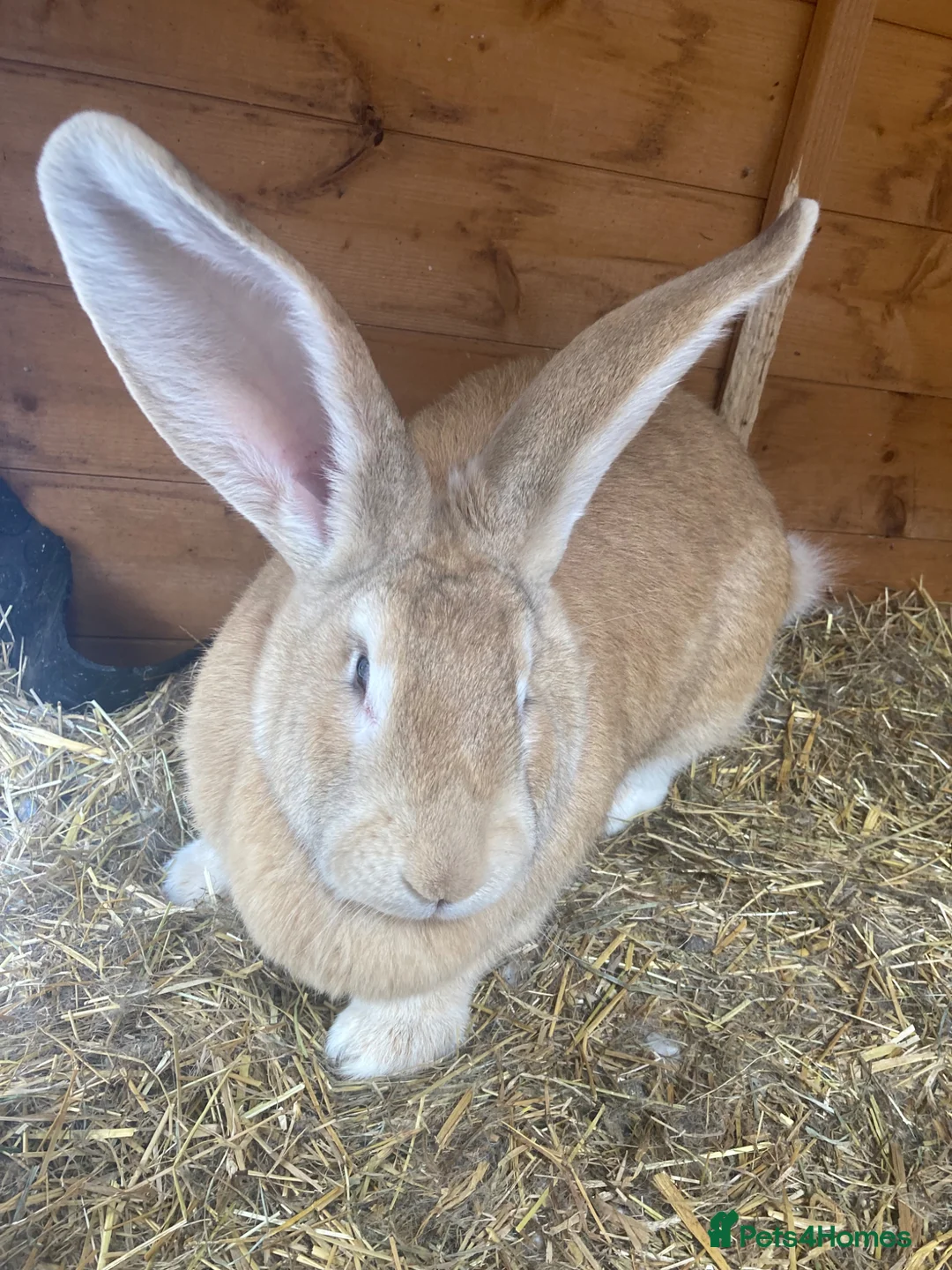 Continental Giant rabbits for sale: Gorgeous friendly bonded pair - Advert 7